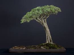 Image result for Buddleja saligna