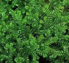 Image result for Selaginella kraussiana