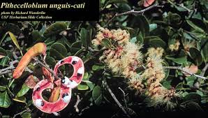 Image result for Pithecellobium