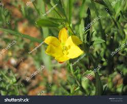 Image result for Menodora heterophylla