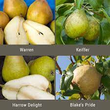 But in the last 50 years, about 90% of the the red list of central asia identifies 44 tree species in kyrgyzstan, kazakhstan, uzbekistan, turkmenistan and tajikistan as under threat from extinction. Disease Resistant Pears 3 On 1 Multiple Grafted Fruit Tree Semi Dwarf Fruit Trees Organic Gardening Grafting