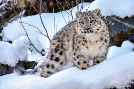 The medeo skating rink is one of the highest mountainous sports complexes in the entire world and is nestled at a height of 1700 metres above mean sea level. Rare Snow Leopards Spotted Near Kazakhstan S Almaty Amid Covid 19 Lockdown Daily Sabah