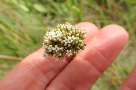 Image result for Agathisanthemum globosum