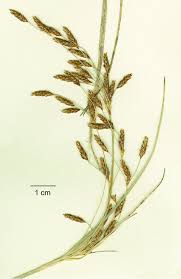 Image result for Scleria bambariensis