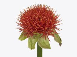Image result for Scadoxus multiflorus