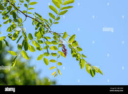 Image result for Margaretta rosea