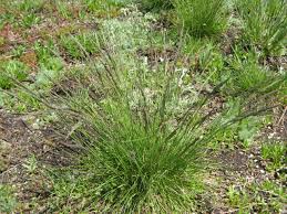 Image result for Festuca chodatiana