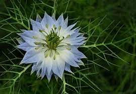 Heirloom Love In A Mist Seeds For Sale Flower Seeds Online Flower Seeds Unusual Flowers