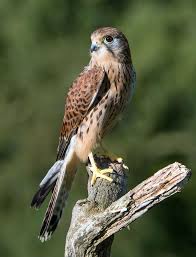 Falcon Bird Pet Birds Kestrel Bird