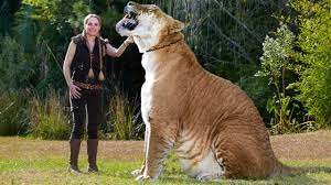 Maybe you would like to learn more about one of these? Largest Big Cat In The World Lion Tiger Hybrid Liger Animals Big Cats Cats
