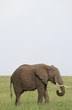 All About Endangered Animals