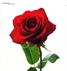 We did not find results for: Gambar Foto Bunga Rose