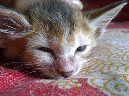 Hair coming out in unusually large clumps in (or out of) the shower is typically full hair loss. Cat Losing Nose Hair English Forum Switzerland