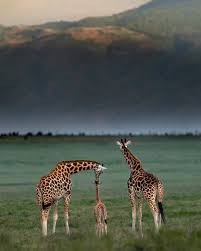 Discover Earth On Instagram Discoveranimals With Varun Aditya Let S Look At Some Family Moments La Famili Animals Beautiful Giraffe Family Animals