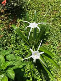 Image result for Ismene narcissiflora