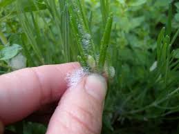 Spittlebugs are tiny pests that are actually the nymph phase of an insect known as the froghopper. Spittlebugs