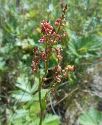 Image result for Rumex lanceolatus