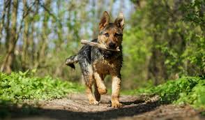 Begin your training attempts at around eight weeks old. 6 Month Old German Shepherd Behavior Solve Puppy Problems Shepherd Sense