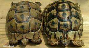 Basic Information Sheet Greek Or Spur Thighed Tortoise