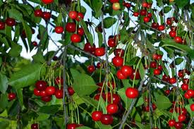 Many of the decorative cherry trees in japan develop some small types of fruit that is barely edible and is not harvested. 9 Best Fruit Plants To Grow In Your Garden