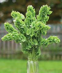 Image result for Moluccella