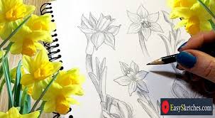 Learn how to draw a daffodil and other flowers and plants with our easy instructions. Draw A Daffodil Daffodil Flower Drawing Daffodil Sketches