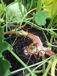 Squash vine borers are my nemesis. How To Remove Prevent And Control Squash Vine Borers