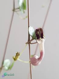 Image result for Ceropegia nilotica