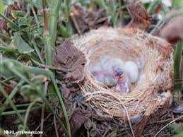 house finch nikki lynn design