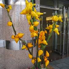 Image result for Solanum mammosum