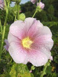 Lavatera Plant Info How To Grow Lavatera Rose Mallow Plants