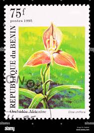 Image result for Rhaphiostylis beninensis