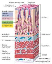 Stomach Lining Medical Anatomy Anatomy And Physiology Teaching Biology