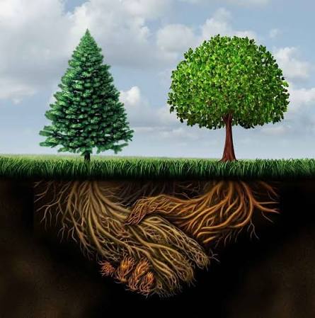 The Wood Wide Web — Forest Healing