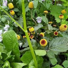 Image result for Acmella