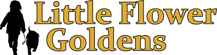 Pups are well socialised with o. Golden Retriever Puppies For Sale In Western Montana