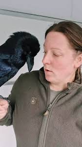 Is it a Raven or a Crow? 🐦‍⬛ 👀 #raven #crow #birdwatching #birdid  #corvids #fabletheraven #Scotland