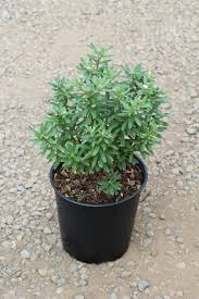 Image result for Synandrodaphne