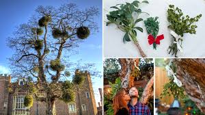 What is the general condition of the chair? Kiss And Tell What You Might Not Know About Mistletoe The Horticult