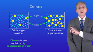 Unlike prokaryotic cells, dna in animal cells is housed within the animals typically contain trillions of cells. Gcse Science Revision Biology Osmosis Youtube
