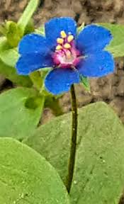 Image result for Anagallis oligantha