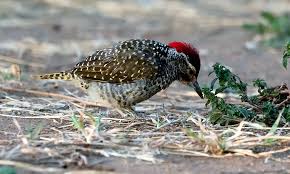 Ecco alcuni nomi femminili tipici del continente. Uccelli Del Kenya Kenya Vacanze