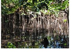 Image result for Sonneratiaceae