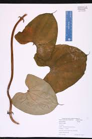Image result for Dioscorea asteriscus
