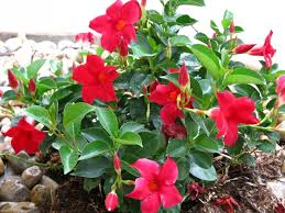 Try to plant the seeds at least 3 inches away from each other to all grow in consistency. Pin On Gardening Home Decor Etc