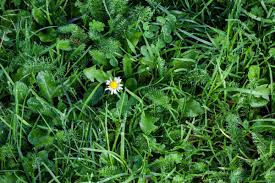 Weed control is an ongoing battle that all homeowners have. How To Kill Weeds Without Killing Grass This Old House