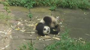 Panda Toddlers At Their Best Explore