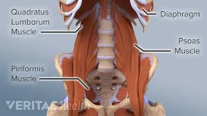 On the flip side, tight and/or weak muscles in a major muscle group like the hip flexors can cause persistent pain. The Essential Role Of The Psoas Muscle