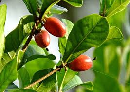 Image result for Pentadiplandra brazzeana