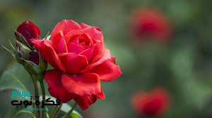 أجمل صور زهور طبيعية خلفيات ورود جميلة جدا جودة عالية Hd 5 Red Roses Red Rose Flower Rose